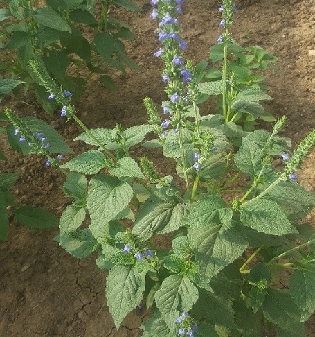 کوددهی پای بوته چیا